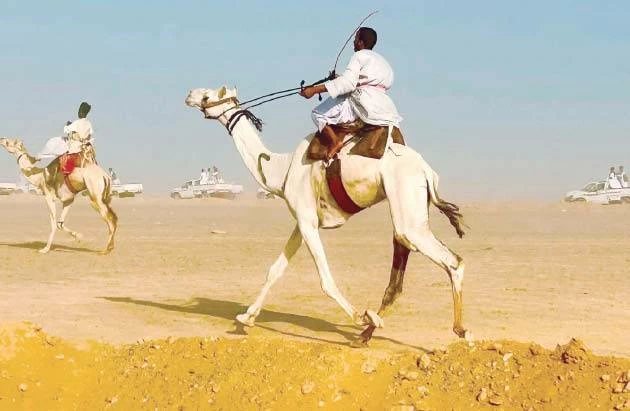 العريش تستعد لاستضافة سباق الهجن بمشاركة 9 محافظات وجوائز 250 ألف درهم