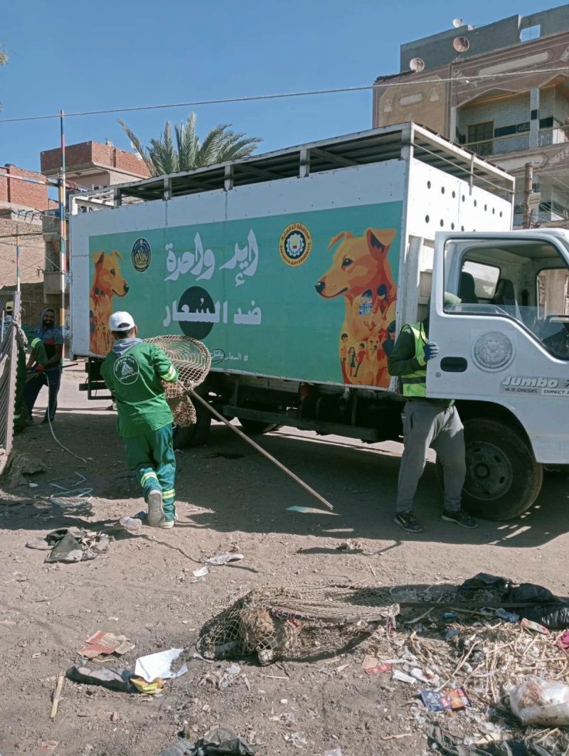 إيد واحدة ضد السعار.. حملات لمواجهة الكلاب الضالة بقرية البدالة في الدقهلية