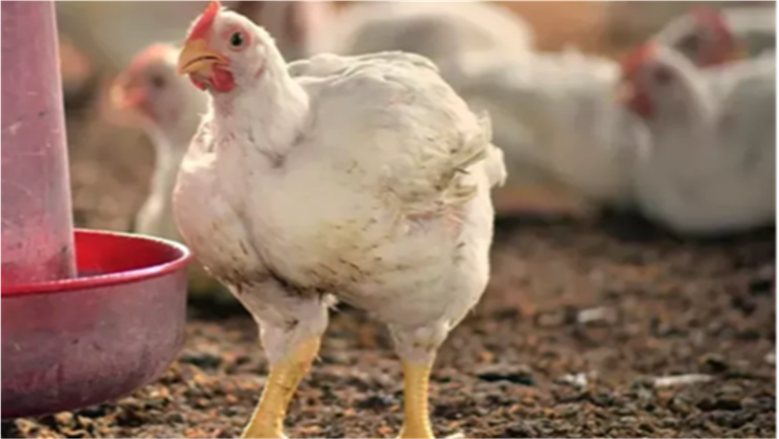 سعر كيلو الفراخ البيضاء الآن.. أسعار الدواجن اليوم الإثنين 26-10-2026 بالأسواق والبورصة