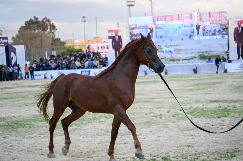بمشاركة 5 جنسيات عربية.. استمرار منافسات بطولة الخيول العربية الأصيلة في الشرقية