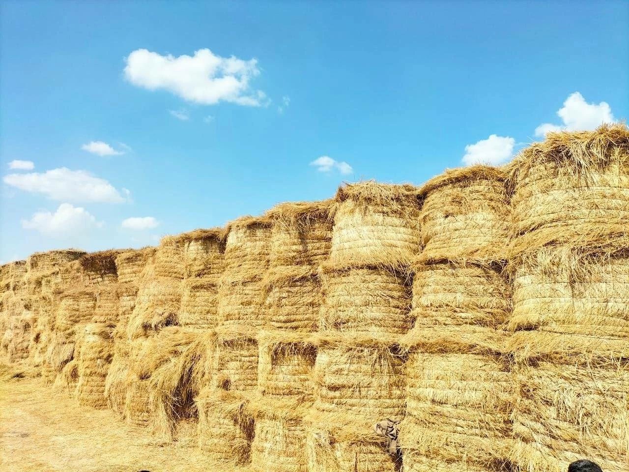 للقضاء على السحابة السوداء.. جمع 206 آلاف طن قش أرز بمراكز ومدن الشرقية