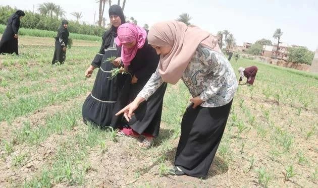 «يتناسب مع زراعة القمح».. طقس المنيا ومحافظات الصعيد اليوم السبت