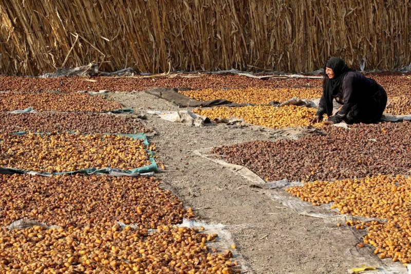 السيوي بـ25 جنيهًا.. أسعار البلح والتمور اليوم في مطروح