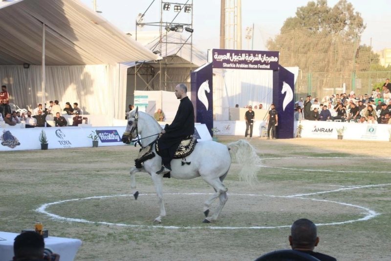 «أدب الخيل».. 61 حصانا تستعرض عراقة التراث العربي في ثالث أيام مهرجان الشرقية