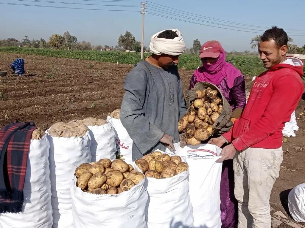 «زراعة المنيا» تكشف أسباب ارتفاع أسعار البطاطس وموعد انخفاضها بالأسواق