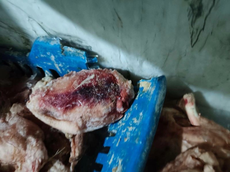 ضبط 3 أطنان هياكل وجلود دواجن فاسدة خلال حملة تفتيش في القليوبية