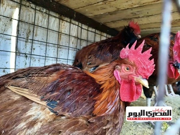 سعر الفراخ وطبق البيض اليوم في مطروح