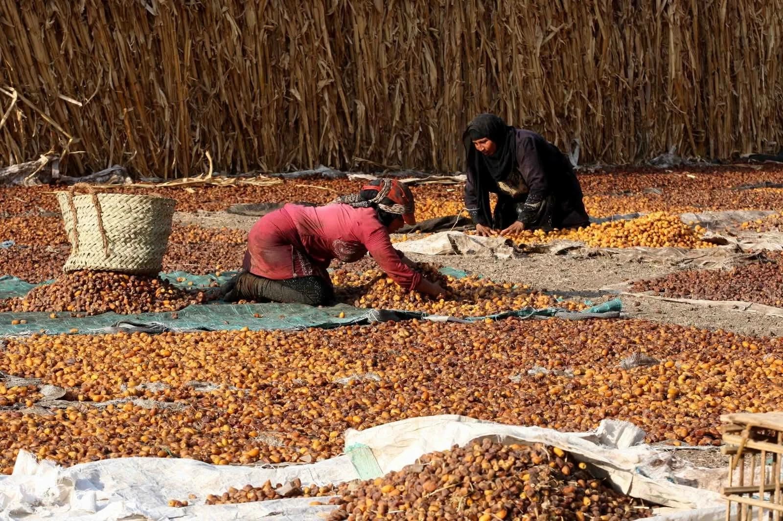 أسعار البلح السيوي اليوم في مطروح وسيوة.. الناشف بـ30 جنيهًا والمجدول يقفز إلى 360
